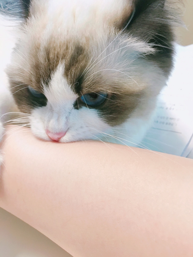 고양이 부위별 스킨쉽 표정변화 | 인스티즈