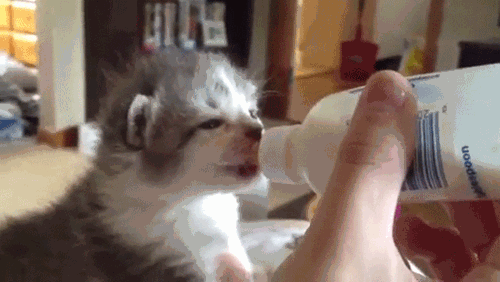 열일하는 고양이 안테나 | 인스티즈