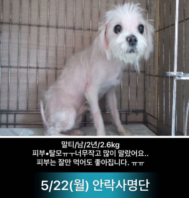 이틀 뒤인 22일 안락사 명단이야.. 너무 이쁜아가들 밖에 없어.. 한번만 도와주라.. | 인스티즈