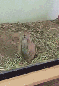 아나스타샤~.gif | 인스티즈