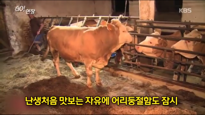 고마움을 표현하는 소.jpg | 인스티즈
