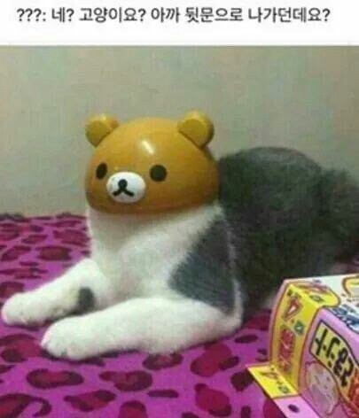 혹시 내 고양이 봤니? | 인스티즈
