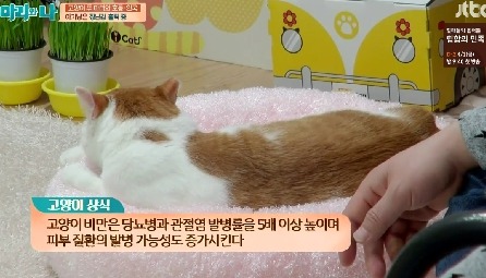 [마리와나] 뚱보냥 호동이 다이어트 시키기 (feat.먼지) | 인스티즈