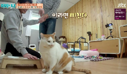 [마리와나] 뚱보냥 호동이 다이어트 시키기 (feat.먼지) | 인스티즈
