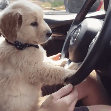 태어나서 처음 운전대 잡아 봄.gif | 인스티즈