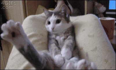 저 다른세상으로 사라져가는 냥이.gif | 인스티즈