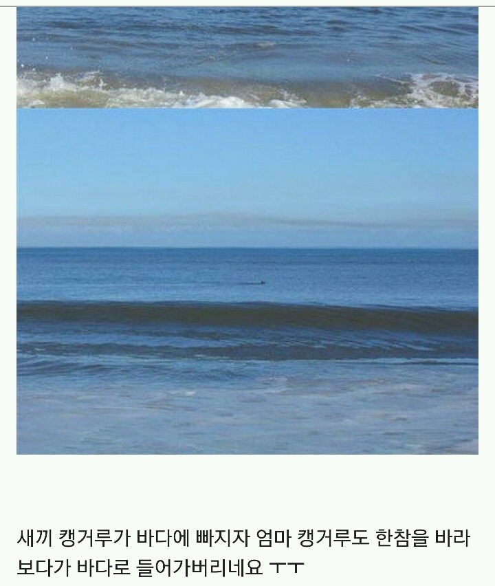 아기 캥거루가 바다에 빠져서 죽게되자, 어미 캥거루도.... | 인스티즈