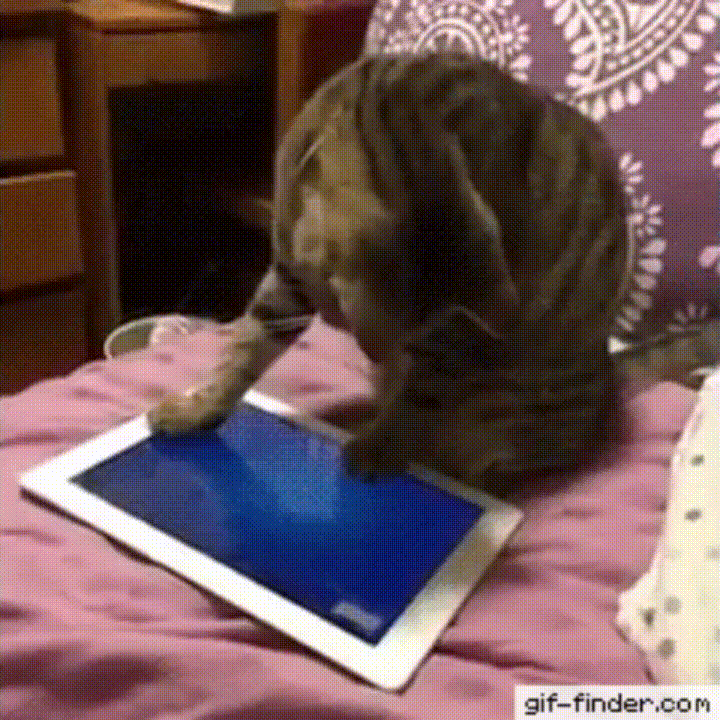 고양이 움짤모음.gif | 인스티즈