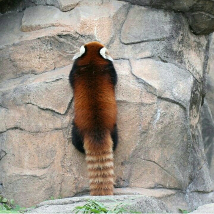 단언컨데 랫서판다는 세상에서 가장 귀여운 생명체 중 하나요 | 인스티즈