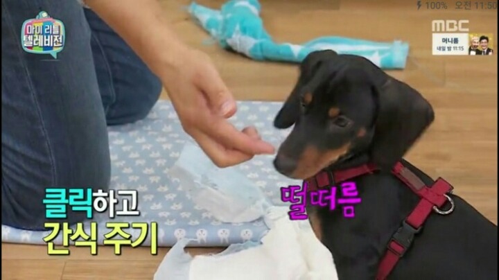 [마리텔] 강형욱 훈련사도 포기한 강아지 도비 | 인스티즈