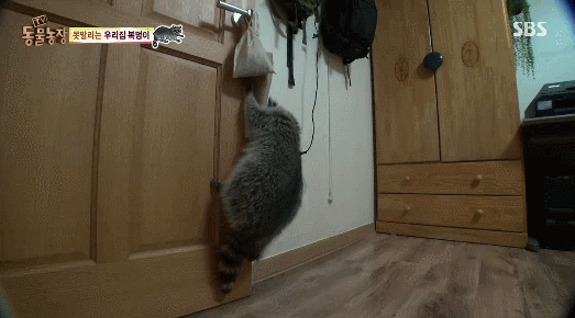 라쿤을 집에서 키우면 생기는 일들.gif (문열기가 압권 ㅋㅋ) | 인스티즈