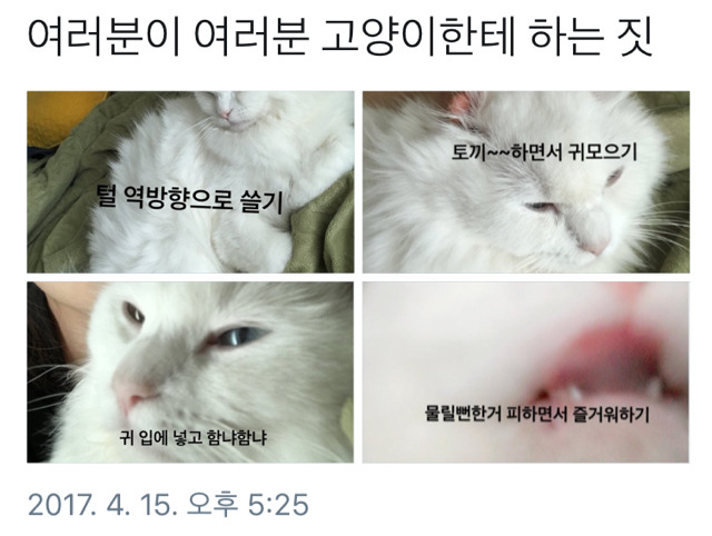집사들이 고먐미한테 하는 짓.twt | 인스티즈