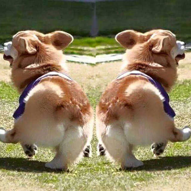 짧은 다리가 매력적인 웰시코기.gif | 인스티즈