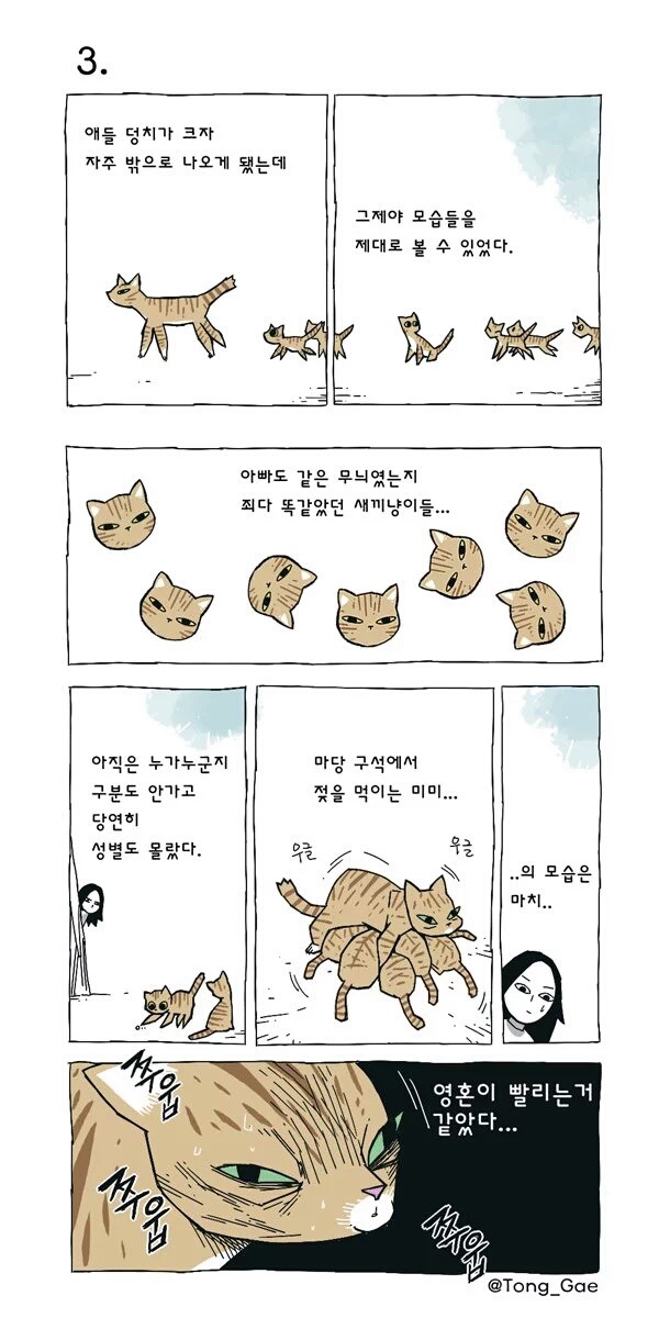 고양이 여덟마리와 사는만화 | 인스티즈