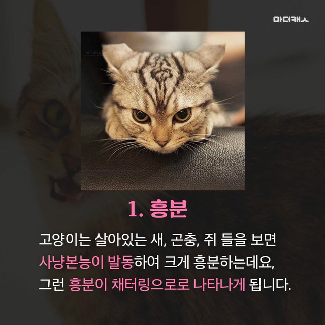 고양이채터링의진실 | 인스티즈