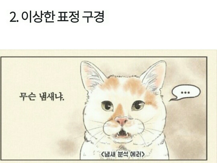 상상 속의 고양이 vs 실제 고양이 | 인스티즈
