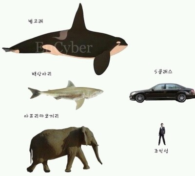 범고래가 돌고래만한줄알았던 한낱먼지같은 나여시가 범고래크기를찾아봤어요ㅇㅅㅇ)/ | 인스티즈