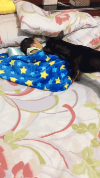 밥값하는 강아지.gif | 인스티즈