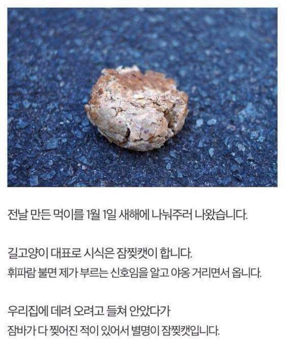 직접 먹이 만들어서 길고양이 밥먹이는 훈훈한 집사.jpg | 인스티즈