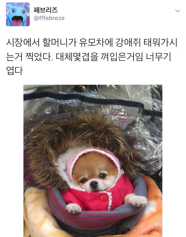 시장에서 할머니가 유모차에 강아지 태워가시는거 봤다 | 인스티즈