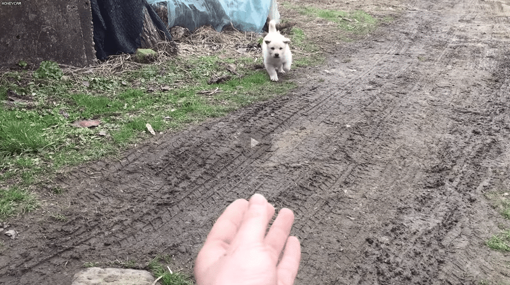 사람 좋아하는 백구.gif | 인스티즈