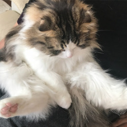 귀여운 고양이.jpg | 인스티즈