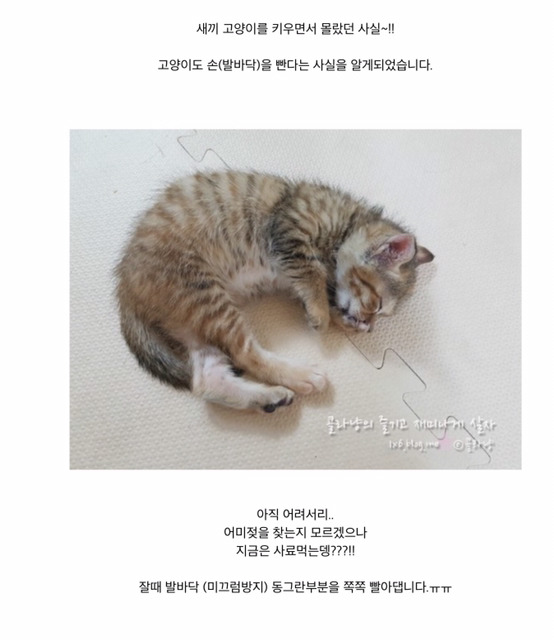 고양이도 손을 빤다는거 알았니? | 인스티즈