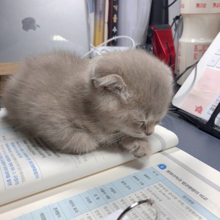 공시생 공부 방해하는 못된 고양이...jpg | 인스티즈