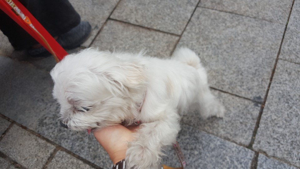 우리집 앞 댕댕이.Manhwa | 인스티즈