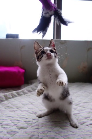허스키의 고양이 육아일기 | 인스티즈