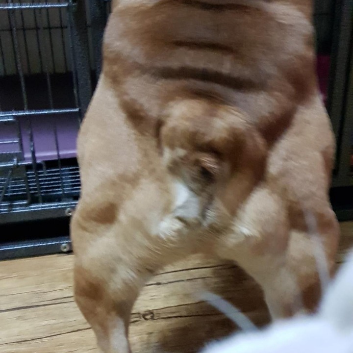 불칸 이미지