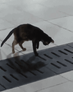 길고양이의 놀라운 집중력 .gif | 인스티즈