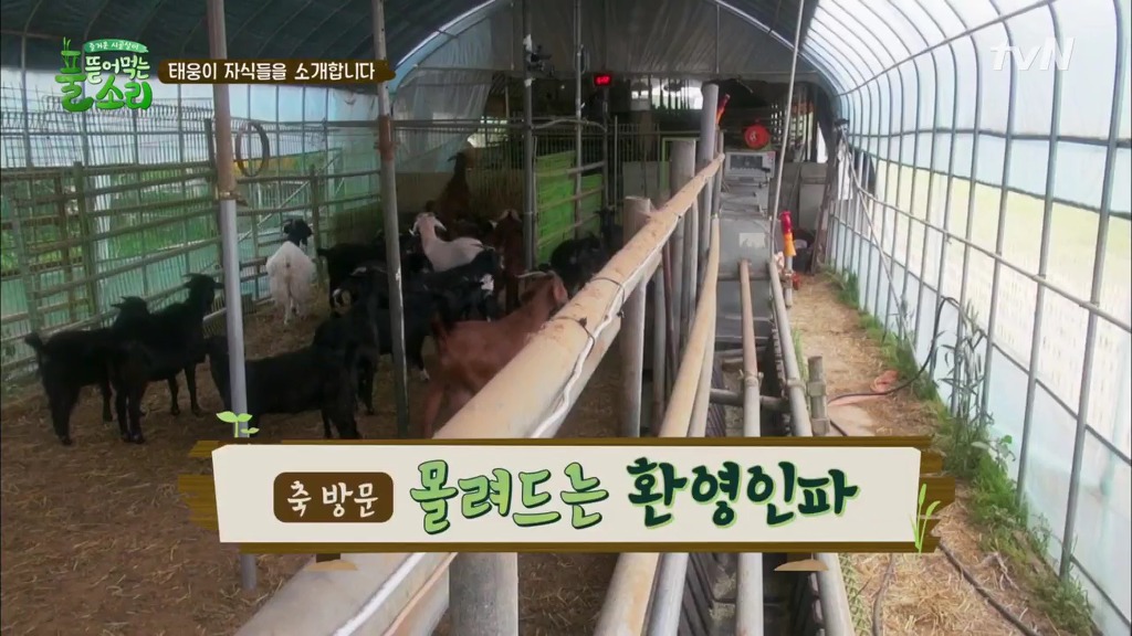 [풀뜯어먹는소리] 닭에서 시작해 소까지 살 수 있게 된 중딩농부 태웅.jpg | 인스티즈