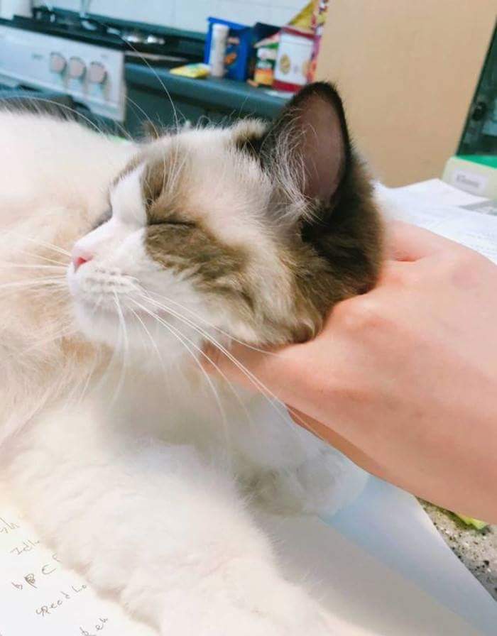 고양이 만질 수 있는 부위 | 인스티즈