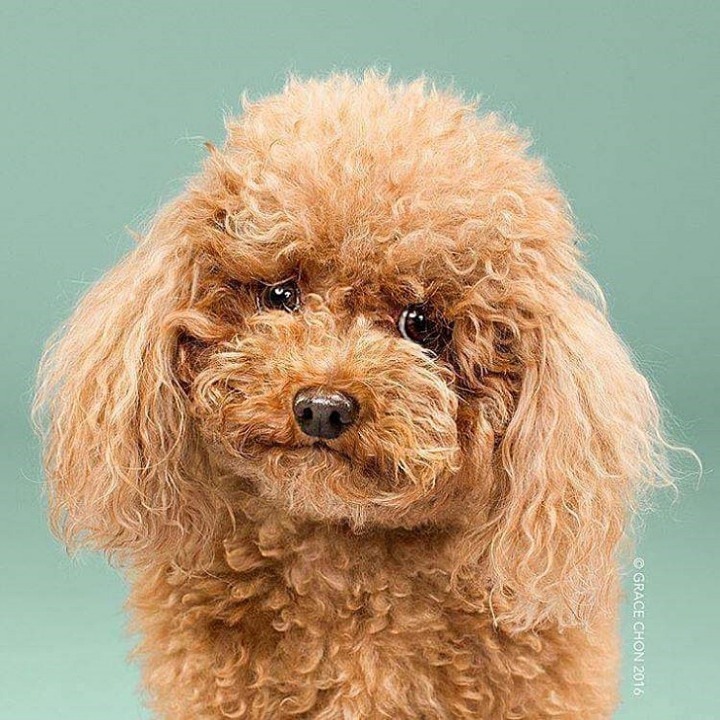 강아지도 털빨 | 인스티즈