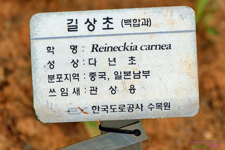 길상초 이미지