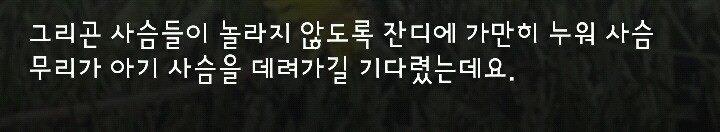 다리 다친 아기사슴을 구해주면 생기는 일 | 인스티즈