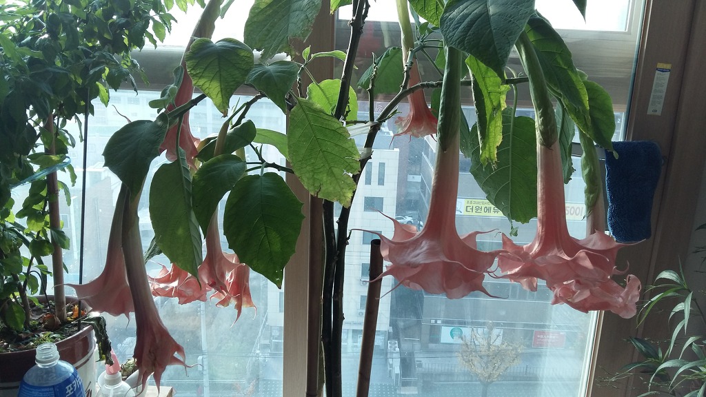 핑크엔젤 이미지