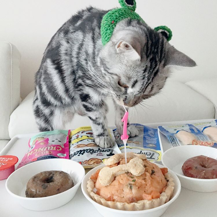 오늘자 고양이 생일파티 해준 전효성 ㅋㅋㅋㅋㅋㅋㅋㅋㅋ | 인스티즈