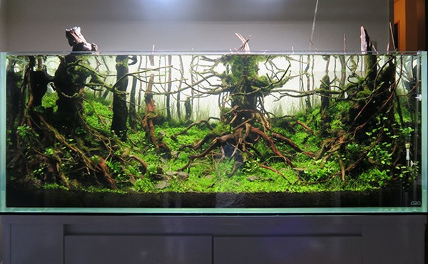 세계적인 관상어항 대회에서 48위 한 작품의 제작과정 | 인스티즈