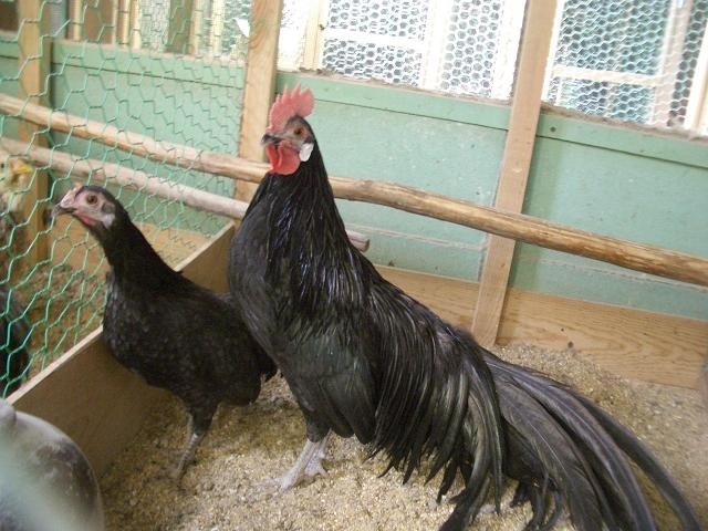 피닉스 이미지