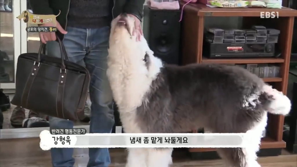 세상에 나쁜 개는 없다 vs 고양이를 부탁해 차이.jpg | 인스티즈