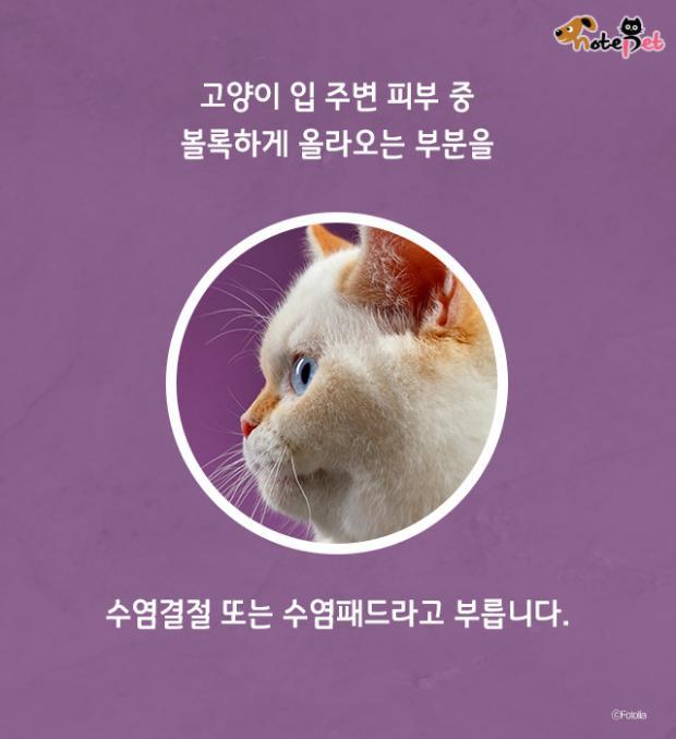 함부로 밀면 안되는 고양이 수염의 역할.jpg | 인스티즈