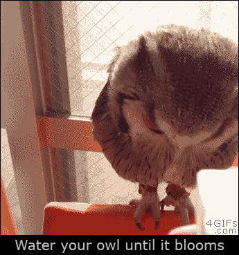 올빼미한테 물을 뿌리면.gif | 인스티즈