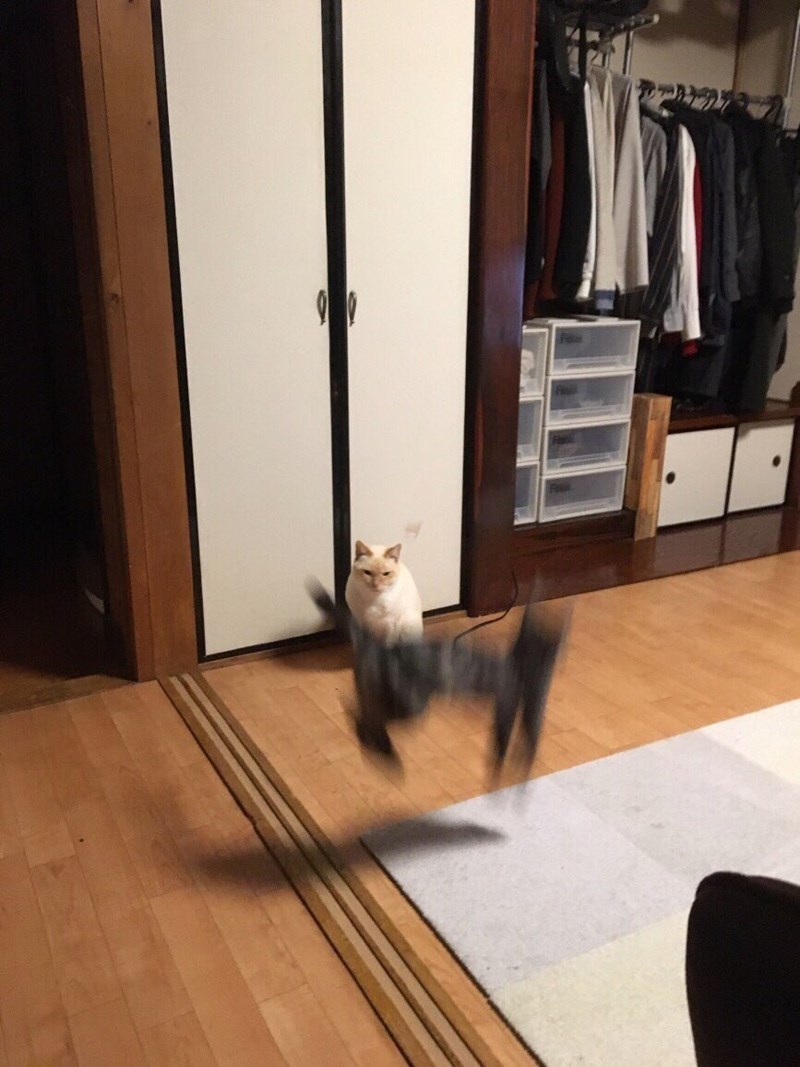 고양이 집사 사진 찍을때 공감 | 인스티즈