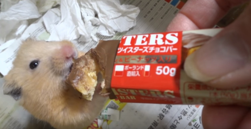 햄스터를 학대하는 인기 동물유튜버 (혐오주의) | 인스티즈