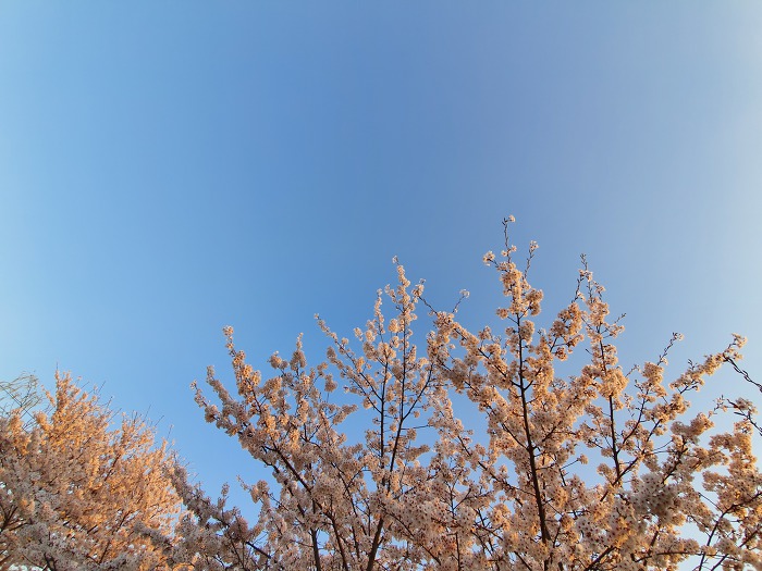 996C7C345CBACC09233935