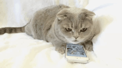 나만고양이없어! 고양이 gifjpg | 인스티즈
