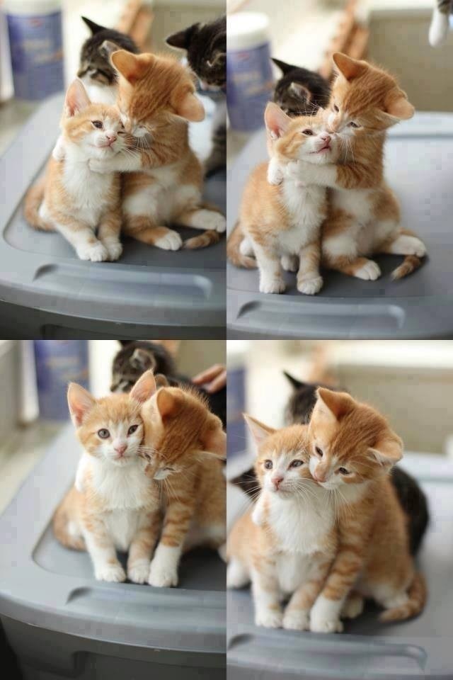 귀여움 폭발 주의 | 인스티즈