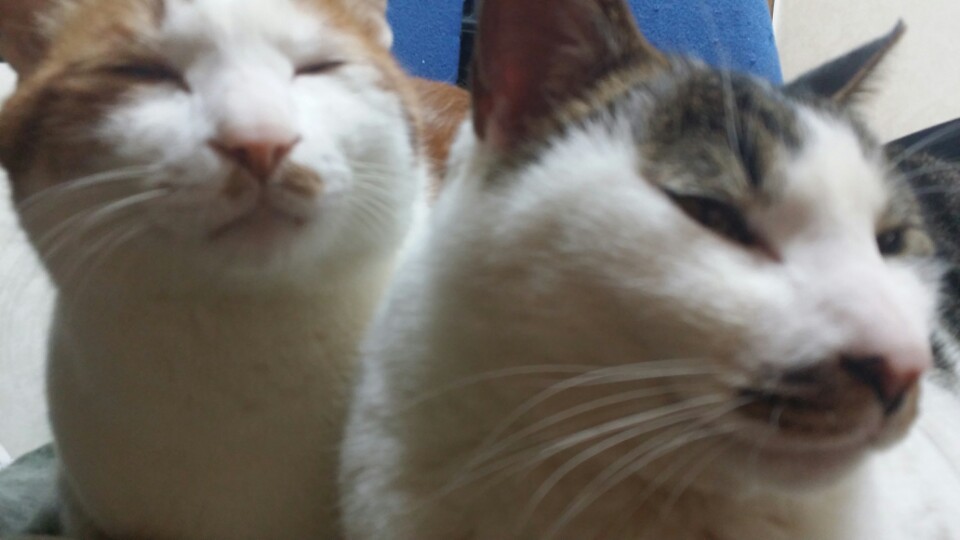 저희집고양이들 3부(完).jpg | 인스티즈